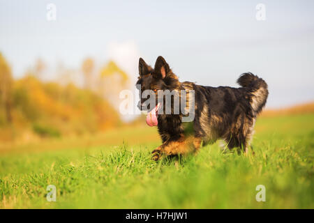Carino pastore tedesco cane che corre sul prato Foto Stock