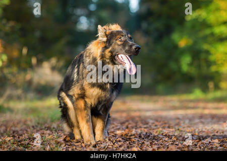Sottomesso vecchio giovane pastore tedesco dog sitter nella foresta Foto Stock