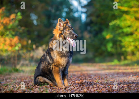 Giovane pastore tedesco dog sitter nella foresta Foto Stock