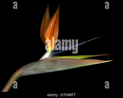 Fioritura uccello del paradiso Foto Stock