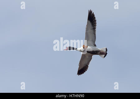 Un maschio adulto Shelduck (Tadorna tadorna) in volo sopra il Guadalhorce Riserva Naturale, Malaga, Andalusia. Foto Stock