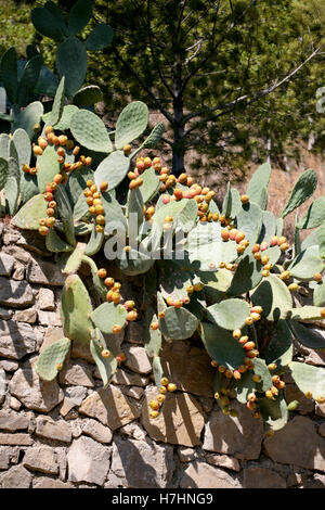 L' opuntia / ficodindia cactus con un sacco di colore giallo-arancio frutta Foto Stock