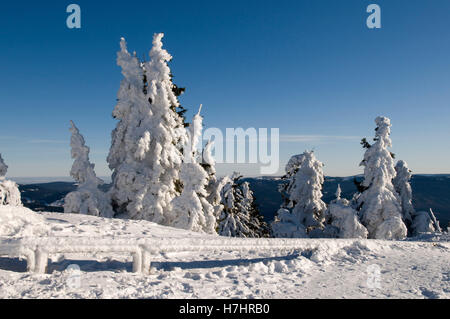 Coperte di neve pini sul plateau sommitale del Grosser Arber, Foresta Bavarese Natura Park, Bavaria Foto Stock