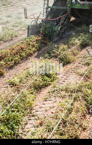 Harvester raccoglie i pomodori nel rimorchio Foto Stock