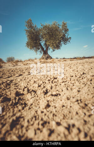 Un albero di olivo e terreno arato Foto Stock