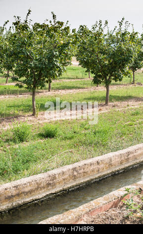 Canale di irrigazione e di alberi da frutto nella riga Foto Stock