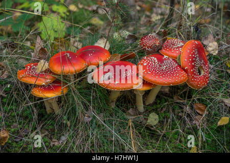 Red toadstools amanita muscaria fly agaric amanita Foto Stock