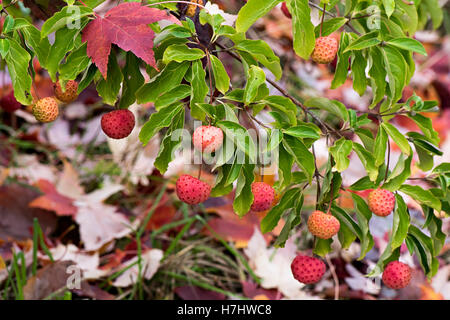 Autunno bacche colorate Foto Stock