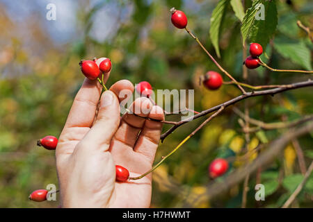 Cinorroidi sul ramo con la mano. Rose canine su sfondo verde. Foto Stock