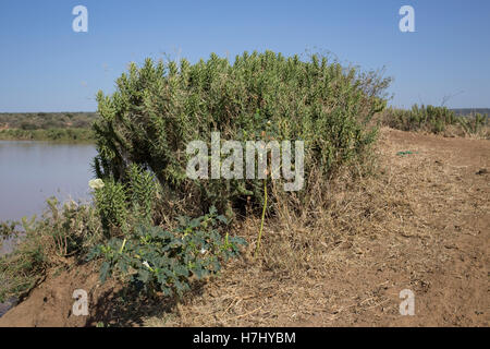 Piccolo fico d'india Euphorbia sp aride savana paesaggio Lakpipia Deserto vicino a Nanyuki Kenya Foto Stock