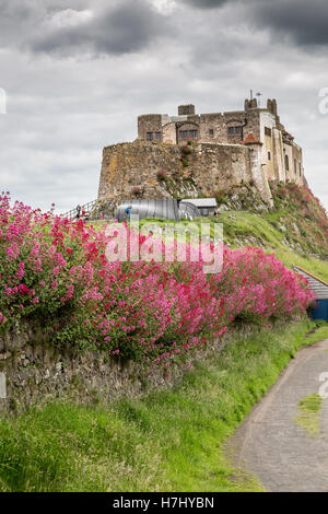 Lindisfarne Castle, Isola Santa, Northumberland, Inghilterra, Regno Unito, GB, l'Europa. Foto Stock