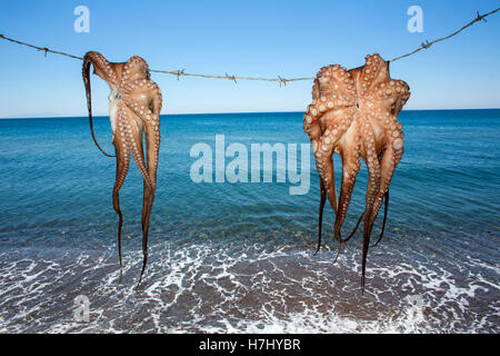 Calamari sul menu in Grecia Foto Stock