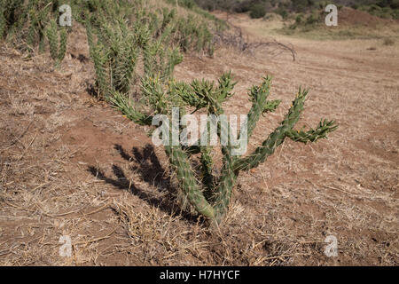 Piccolo fico d'india Euphorbia sp aride savana paesaggio Lakpipia Deserto vicino a Nanyuki Kenya Foto Stock