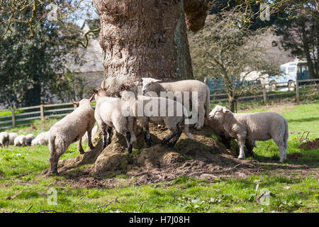 Agnelli giocando sul ceppo di albero in primavera Foto Stock