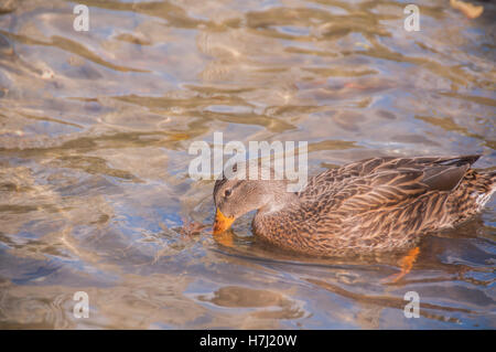 Anatra in acqua in cerca di cibo. Foto Stock