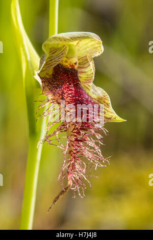 Calochilus robertsonii, viola la barba Orchid a Boomer Riserva, Panton Hill, Victoria, Australia Foto Stock