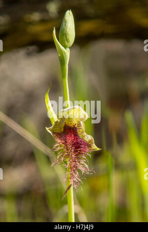 Calochilus robertsonii, viola la barba Orchid a Boomer Riserva, Panton Hill, Victoria, Australia Foto Stock