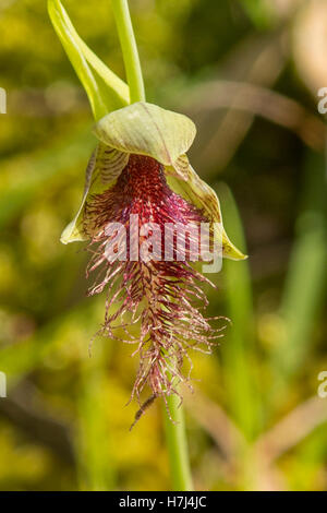 Calochilus robertsonii, viola la barba Orchid a Boomer Riserva, Panton Hill, Victoria, Australia Foto Stock