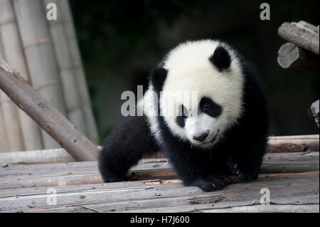Giovane Panda Gigante (Ailuropoda melanoleuca) Foto Stock