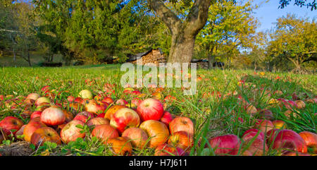 Red apple sdraiati su un prato Foto Stock