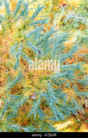 Larix Kaempferi nane blu. Giapponese nana larice fogliame cambiando colore in autunno Foto Stock