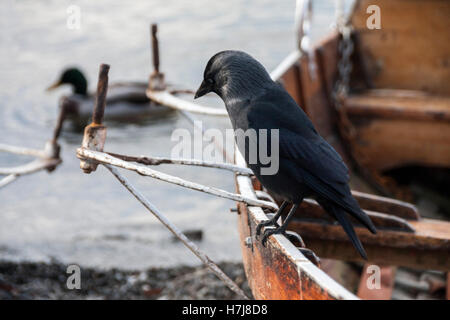 Un Carrion Crow per cercare cibo arroccato su una barca al bordo delle acque a Bowness on Windermere nel Lake District Foto Stock