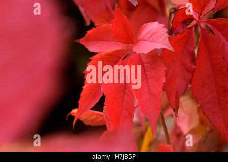 Parthenocissus Quinquefolia, vitis, Virginia superriduttore, Rosso Colore di autunno. Foto Stock