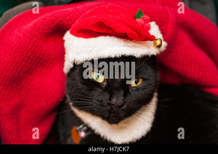 Grouchy gatto nero che indossa un cappello da Babbo Natale Foto Stock