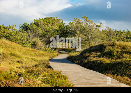 Dune sulla costa del Mare del Nord dell'isola Amrum, Germania Foto Stock