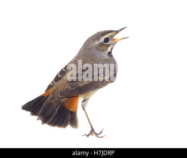 Blu-throated robin su un ramo di salice Foto Stock