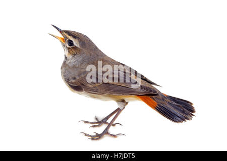 Blu-throated robin su un ramo di salice Foto Stock