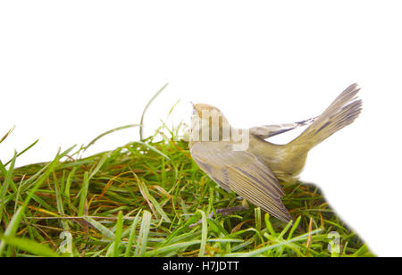 Nero-cap, femmina sylvia atricapilla su un ramo di acero Foto Stock