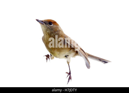 Nero-cap, femmina sylvia atricapilla su un ramo di acero Foto Stock