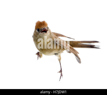 Nero-cap, femmina sylvia atricapilla su un ramo di acero Foto Stock