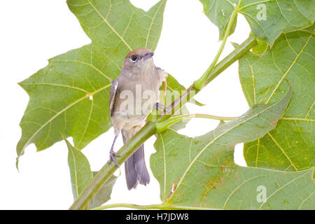 Nero-cap, femmina sylvia atricapilla su un ramo di acero Foto Stock