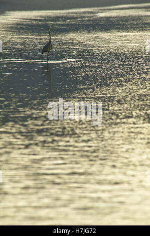 Airone tricolore (Egretta tricolore) su una spiaggia di sabbia nera a Papagayo Bay, Costa Rica. Foto Stock