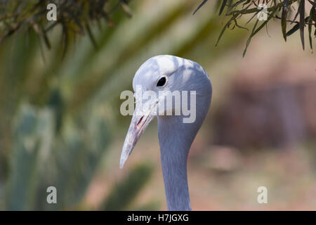 Blue Crane (Anthropoides paradiseus) closeup ritratto Foto Stock