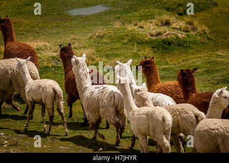 Allevamento di Alpaca Huacaya Alpaca e Suri. Foto Stock
