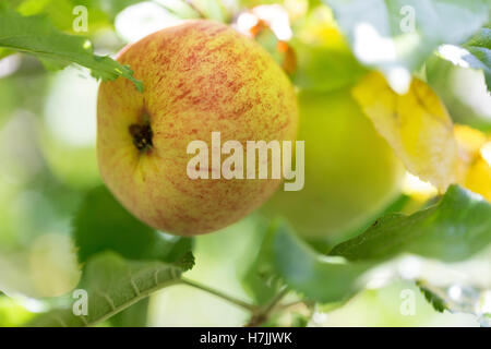 Frutto di Apple su albero orchard, close up con foglie, homegrown produrre, pezzata luce solare Foto Stock