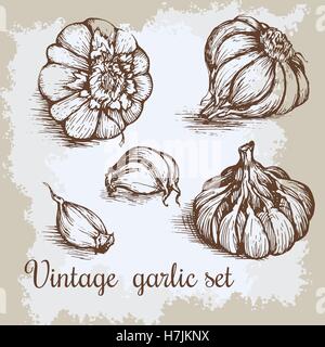 Vector disegnati a mano insieme all'aglio. Vintage retrò con sfondo disegnato a mano garlics sketch. Cucina erbe e spezie vector illustrat Illustrazione Vettoriale