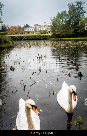 Cigni muti sul lago ornamentale accanto a Grove House, Froebel College e i terreni della Roehampton University, Roehampton, Londra, Inghilterra, Regno Unito Foto Stock