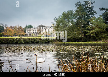 Un cigno muto solitario sul lago ornamentale di fronte a Grove House, Froebel College, Roehampton University, Roehampton, Londra, Inghilterra, Regno Unito Foto Stock