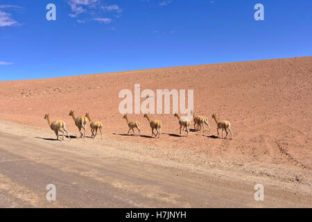 Vicugnas (Vicugna vicugna). Gruppo di nove animali scappando sul deserto vicino a una strada sterrata. Foto Stock