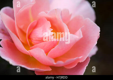 Primo piano di delizia profumata rosa su uno sfondo scuro Foto Stock