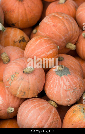 Cucurbita, Red kuri zucca Foto Stock