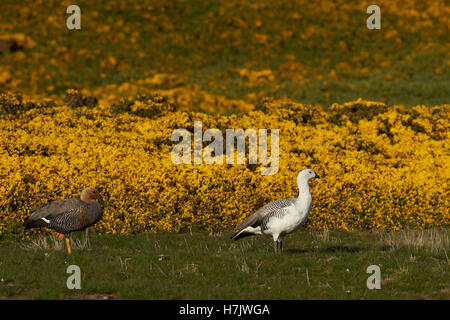 Coppia di oche montane (Chloephaga picta leucoptera) Foto Stock