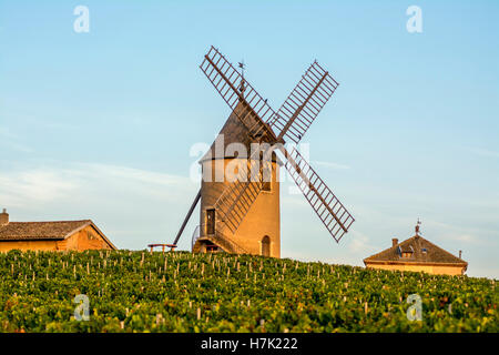 Vigneto, Moulin-a-Vent, zona viticola Beaujolais, Rodano e Saône-et-Loire, Francia, Europa Foto Stock