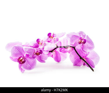 Rosa fiori di orchidea isolati su sfondo bianco. Percorso di clipping incluso Foto Stock