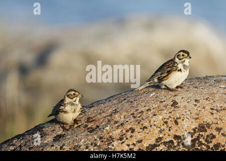 Due Lapland Longspur (Calcarius lapponicus) seduto su una roccia Foto Stock