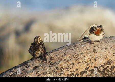 Due Lapland Longspur (Calcarius lapponicus) seduto su una roccia Foto Stock